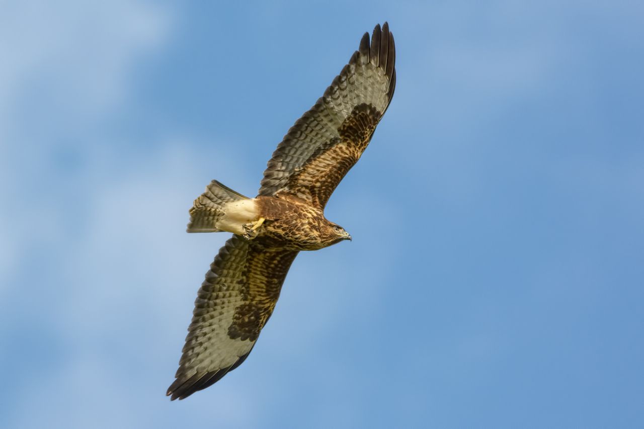 Poiana (Buteo buteo)